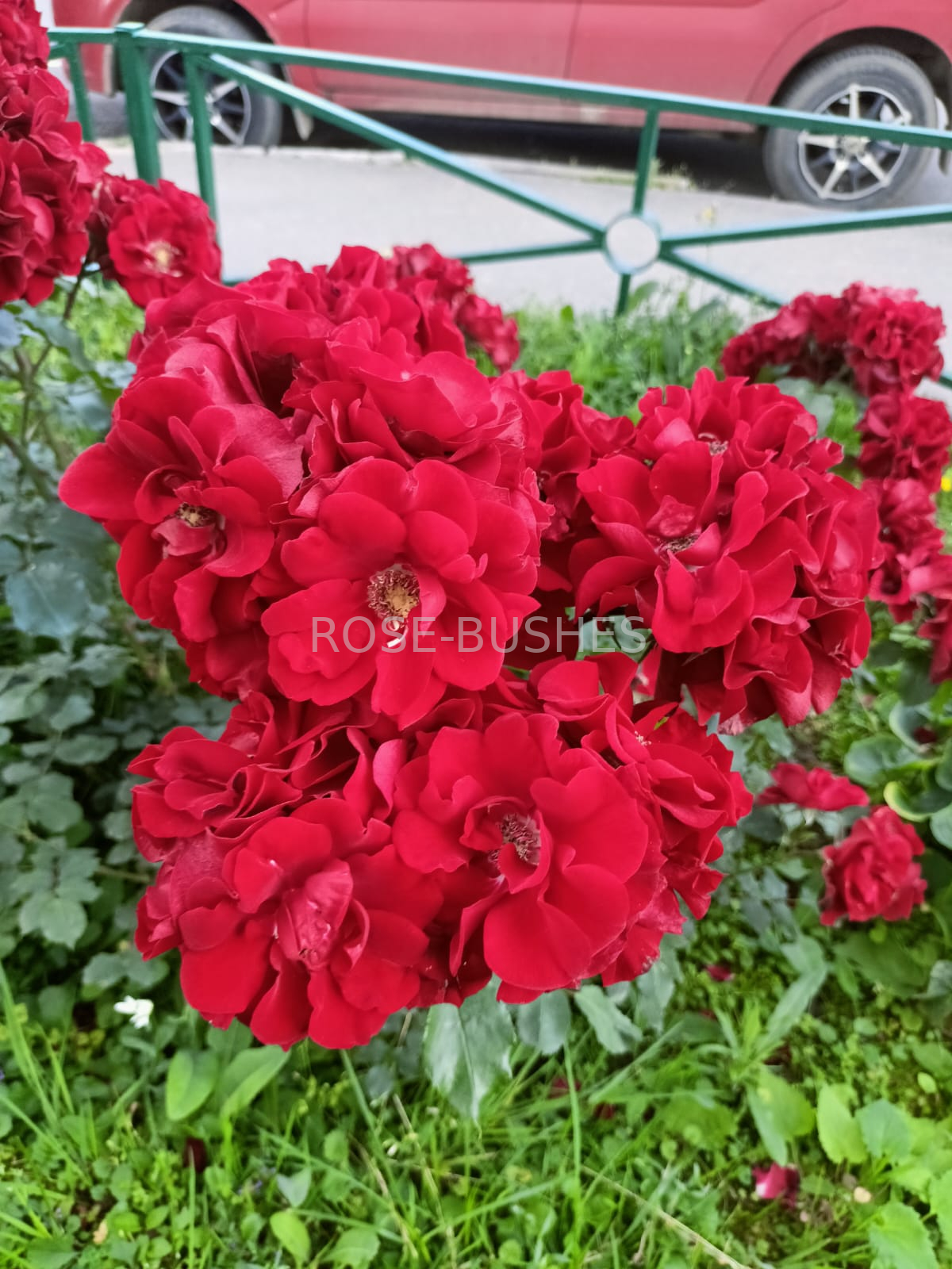 ����� ������. Roter Korsar. (����.����)